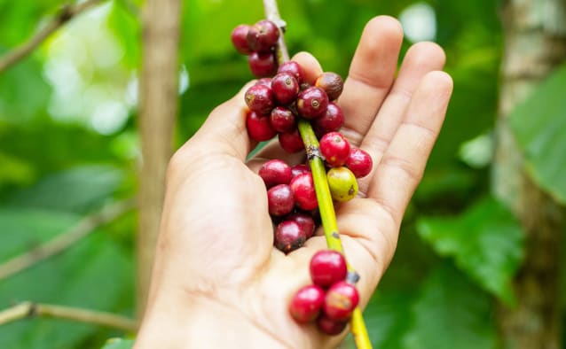 What makes <br> better coffee? first image