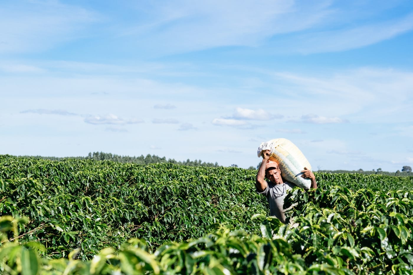 Why are coffee prices rising? Key factors behind the surge & what it means for you
